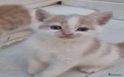 Mixed Breed cats for sale: 6 beautiful kittens (3 male, 3 females) for sale - Image 24