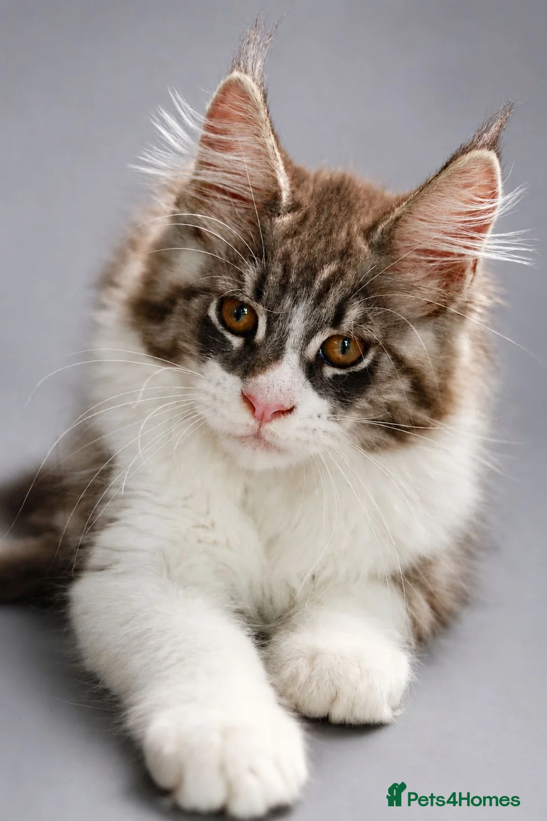 Maine Coon cats for sale: Registered Maine Coon Kittens.  - Advert 2