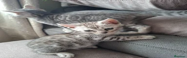 Bengal Kitten 2