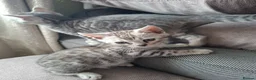 Bengal cats for sale: 3 adorable pedigrees bengal kitten  - Advert 10