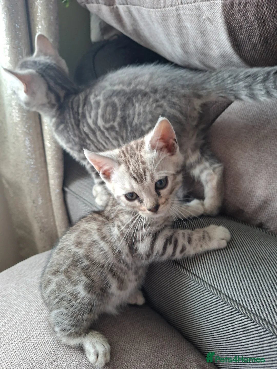 Bengal cats for sale: 3 adorable pedigrees bengal kitten  - Advert 10