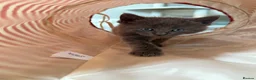 Maine Coon cats for sale: Beautiful 100% Maine coin kittens - Advert 26