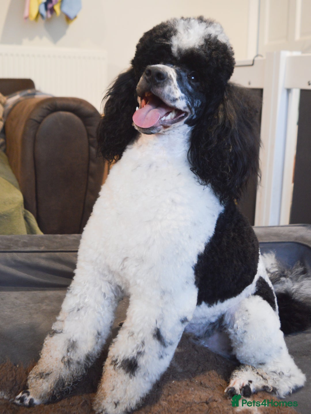 Miniature Poodle dogs for stud: Gorgeous Parti Miniature Poodle - Advert 20