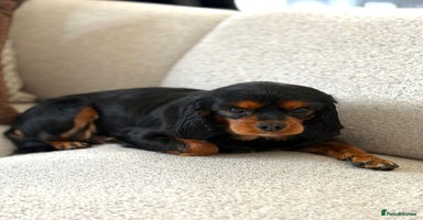 Cavalier King Charles Spaniel dogs - Advert 3