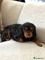 Cavalier King Charles Spaniel dogs - Advert 3