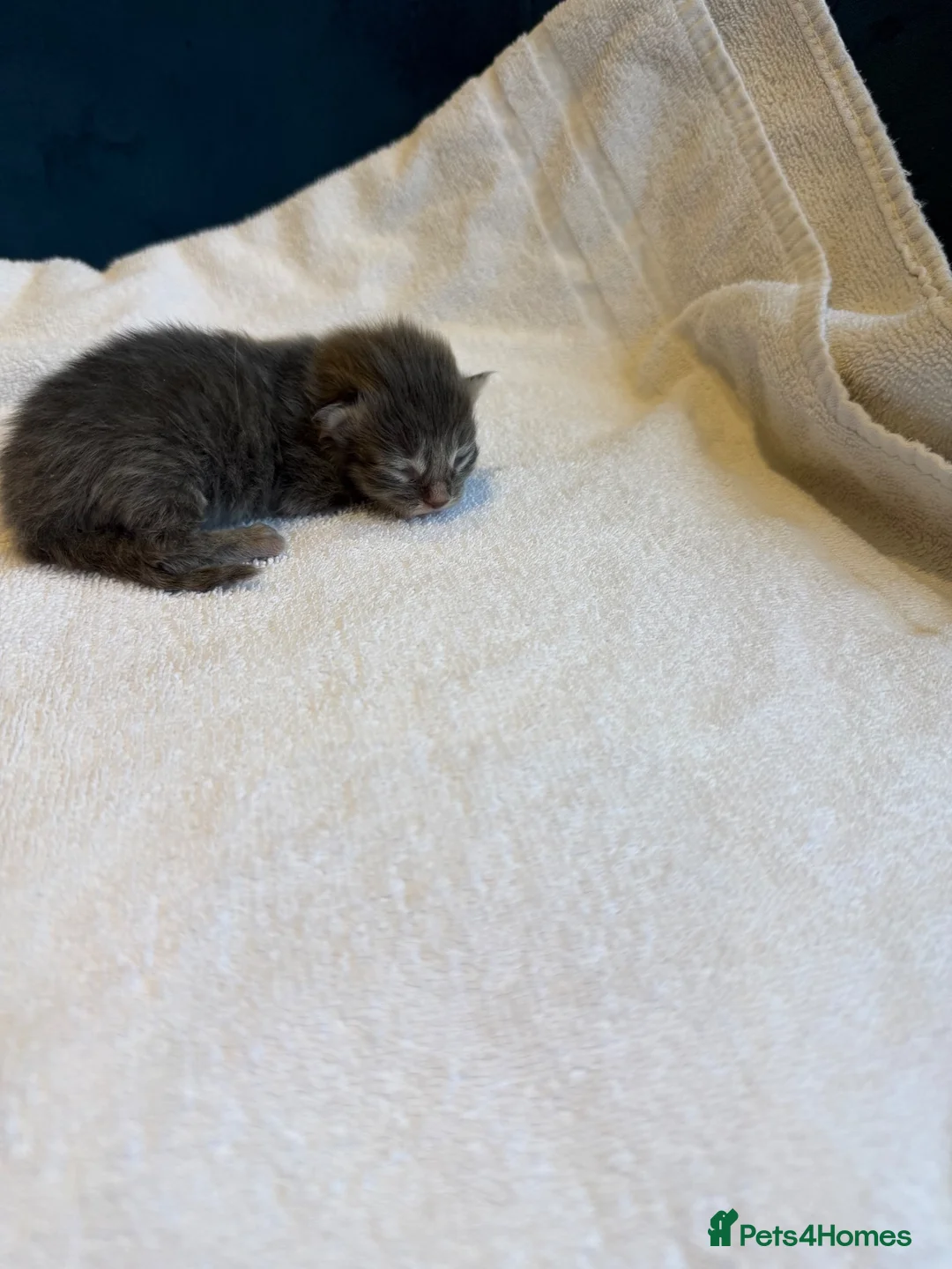 Maine Coon cats for sale:     Stunning Maine Coon x Ragdoll Kittens  - Advert 16