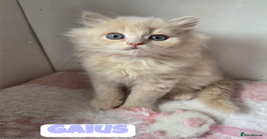 British Shorthair cats - Advert 10