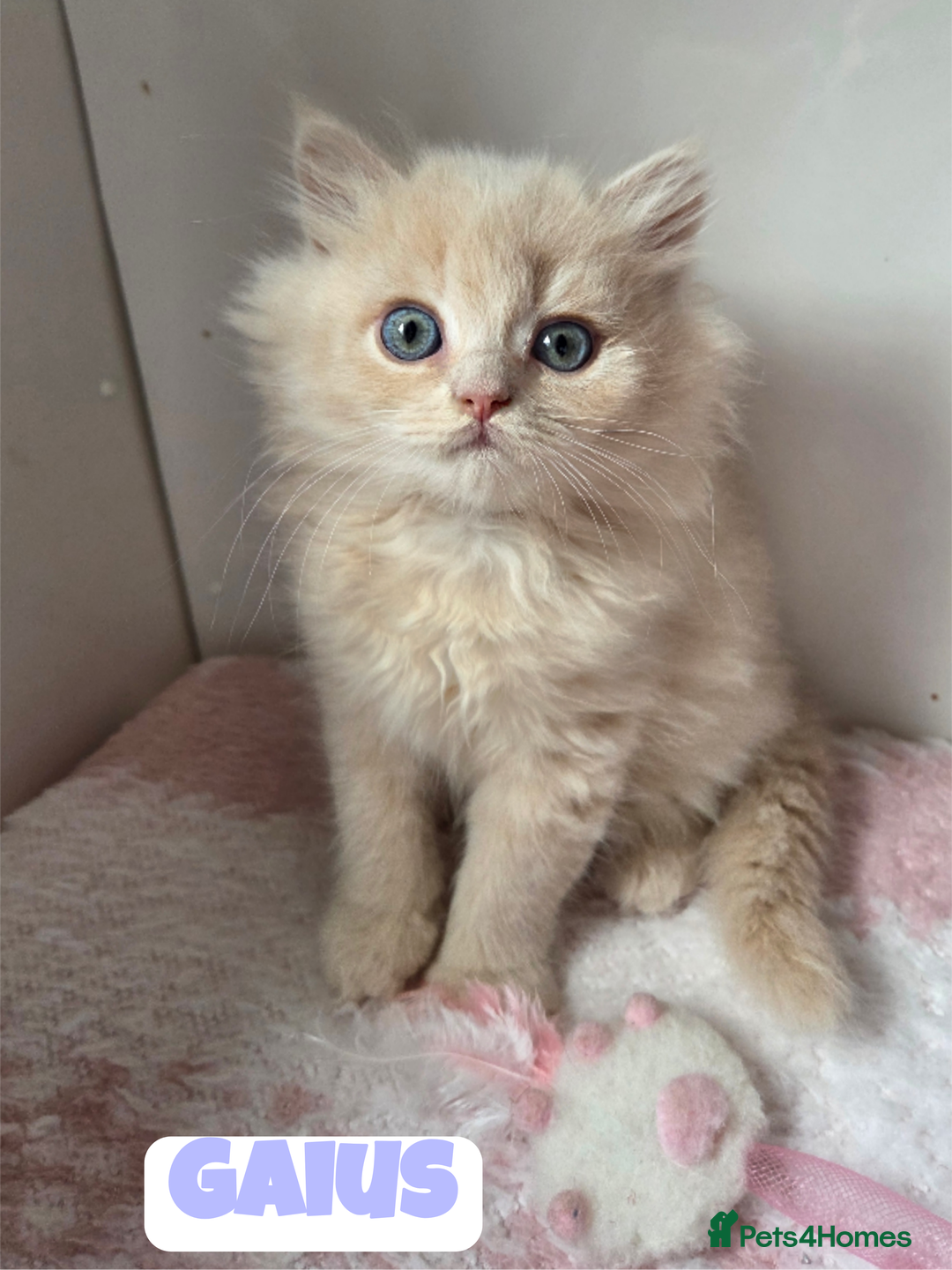 British Shorthair cats for sale: 💙British Longhair Babies, Ready to Leave 🏡 🧡 - Image 5