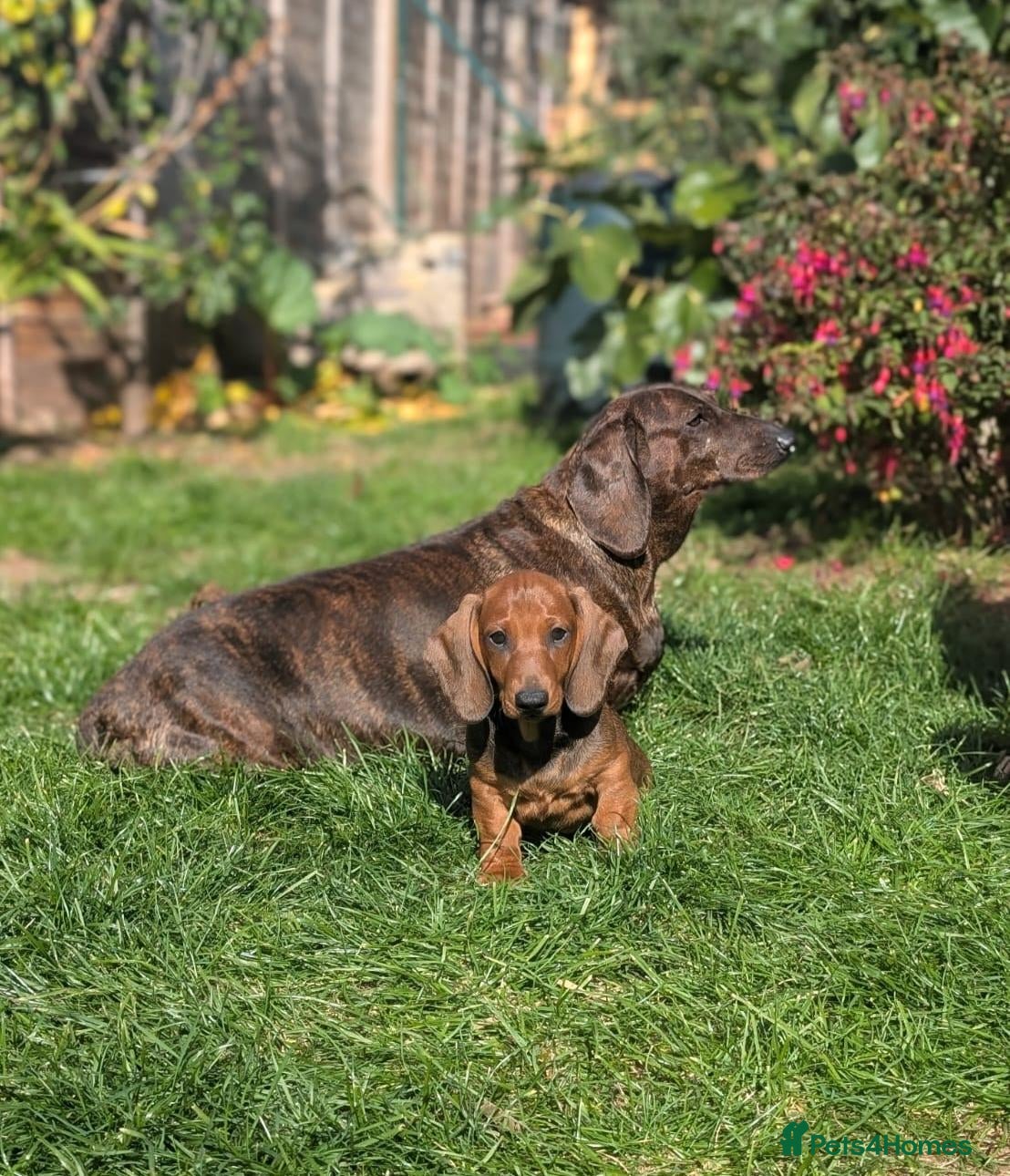 Dachshund dogs Champion Bloodline Standard Dachshund - Advert 2
