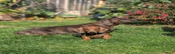 Dachshund dogs for sale: Champion Bloodline Standard Dachshund - Advert 13