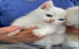 British Shorthair cats for sale: White kittens for sale  - Image 1