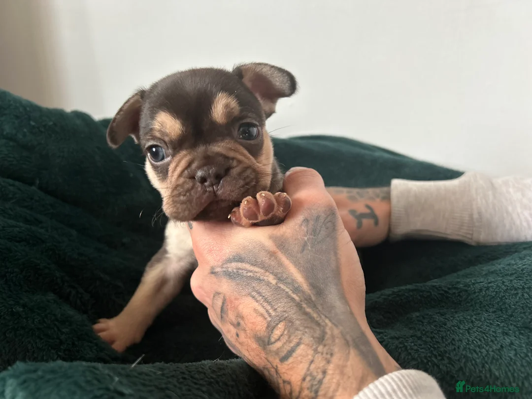 French Bulldog dogs for sale: KC REGISTERED FRENCH BULLDOG PUPPIES – BOYS 🐾 - Advert 14