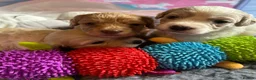 Cavapoo dogs for sale: 1 beautiful female Cavapoo pup available to view - Advert 10