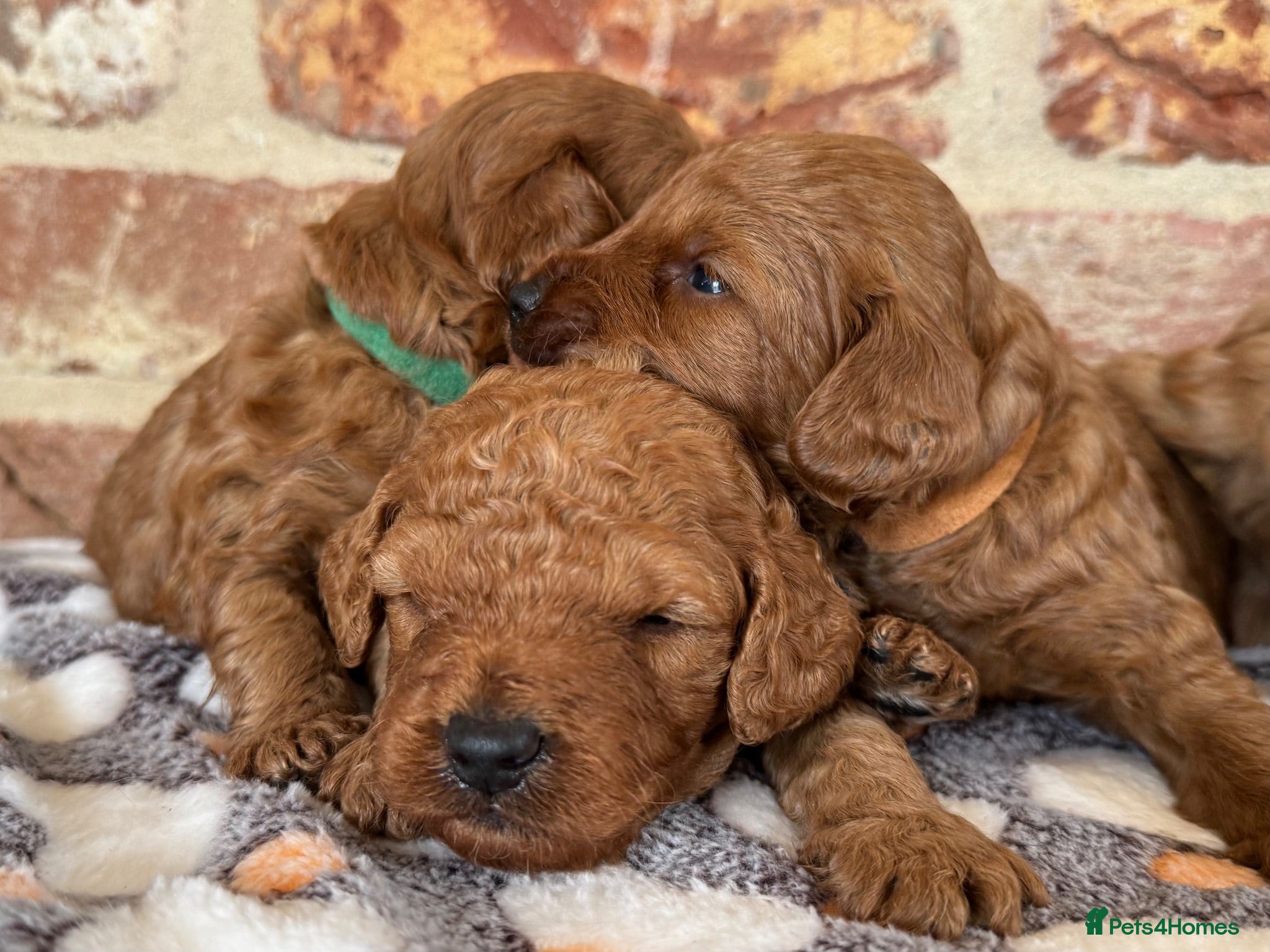 Cockapoo dogs F1b Red cockapoos 🤎 - Advert 2