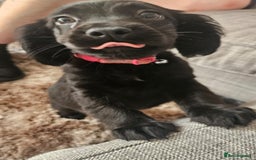 Mixed Breed dogs for sale: Lab spaniel puppies  - Image 7