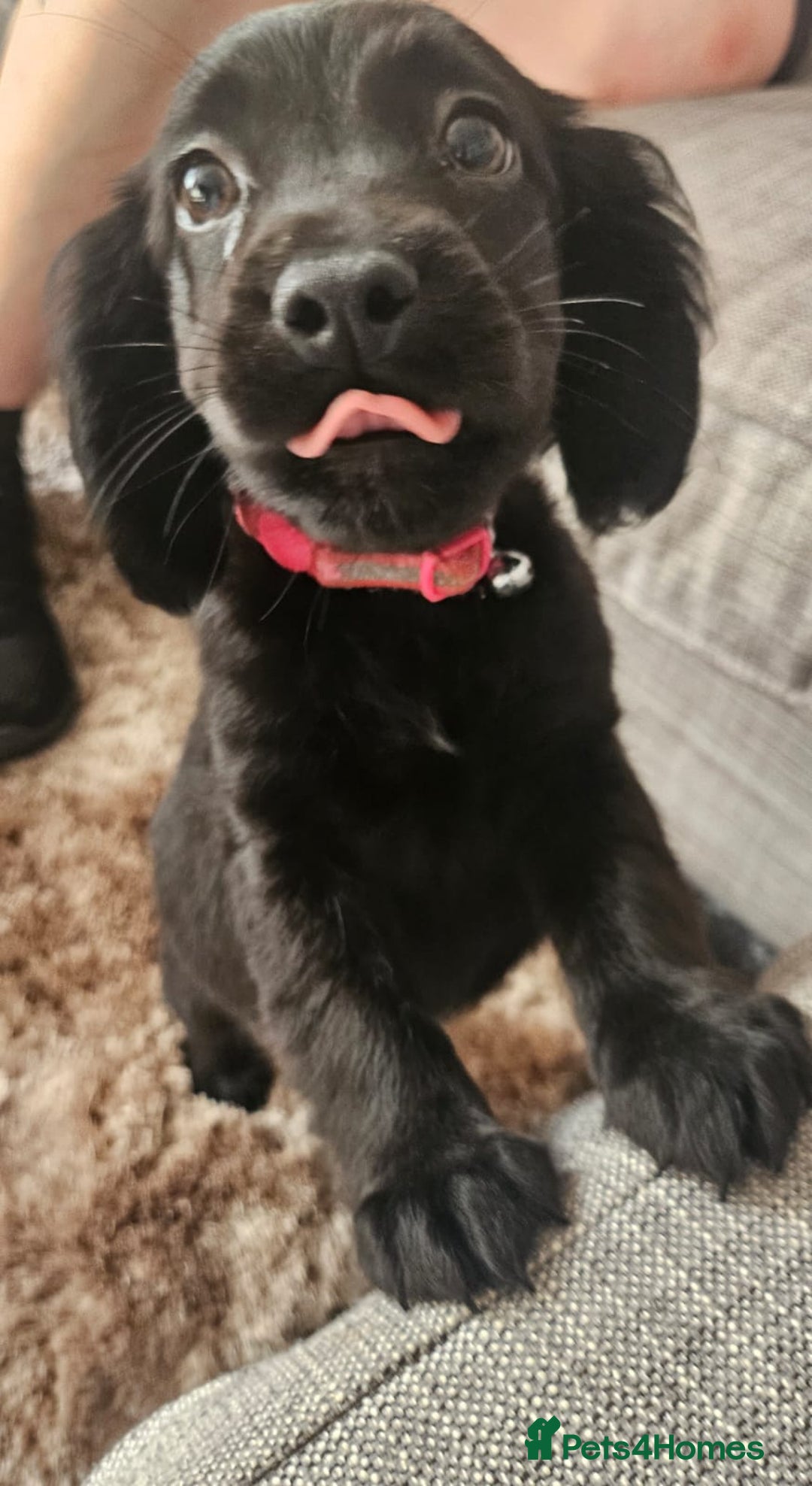 Mixed Breed dogs for sale: Lab spaniel puppies  - Image 7