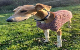 Mixed Breed dogs for adoption: Hector needs a loving home  - Advert 7