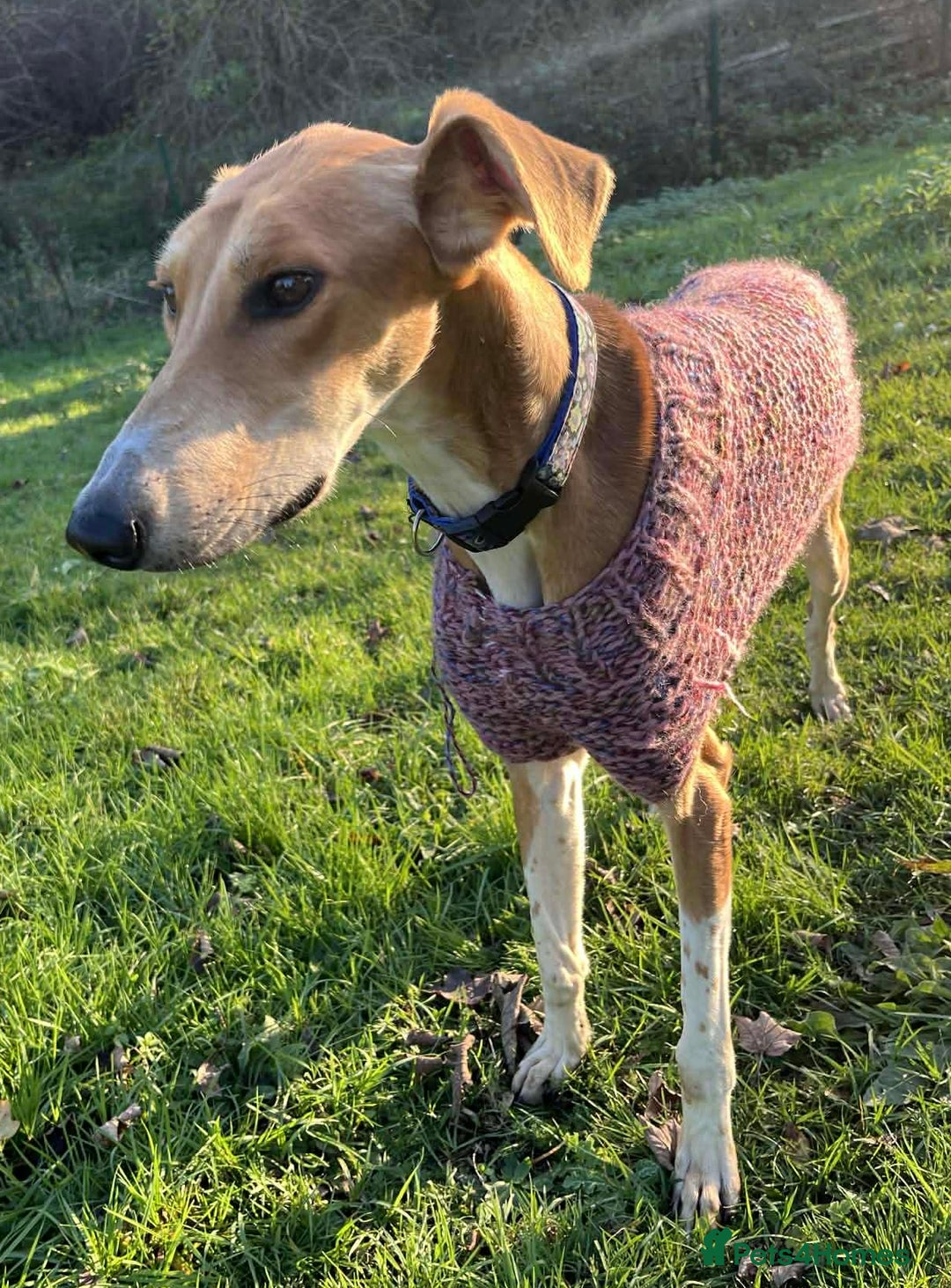 Mixed Breed dogs for adoption: Hector needs a loving home  - Advert 7