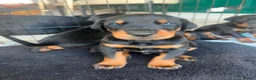 Dobermann dogs for sale: ABSOLUTELY STUNNING DOBERMAN PUPPIES FOR SALE in Boston - Advert 8