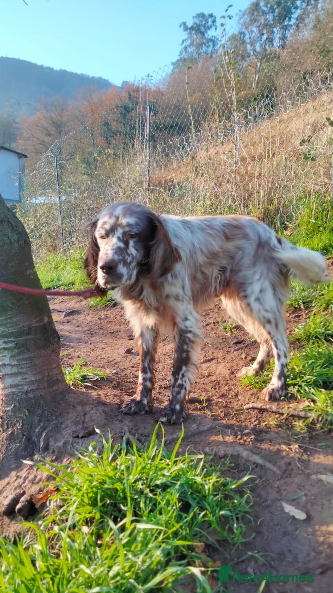 English Setter dogs for adoption: Yako  - Advert 5