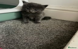 Mixed Breed cats for sale: Four beautiful kittens  - Image 15