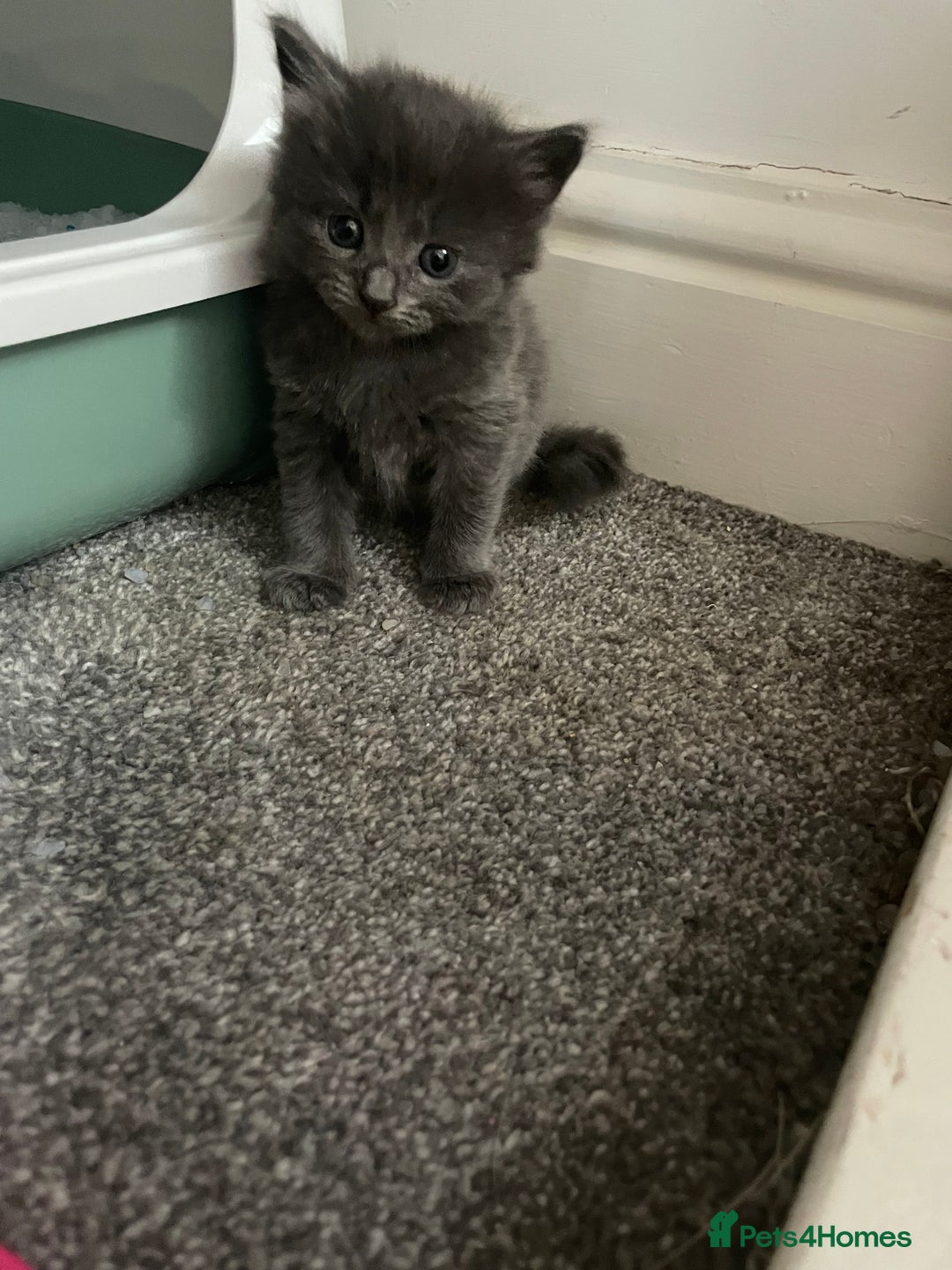Mixed Breed cats for sale: Four beautiful kittens  - Image 15