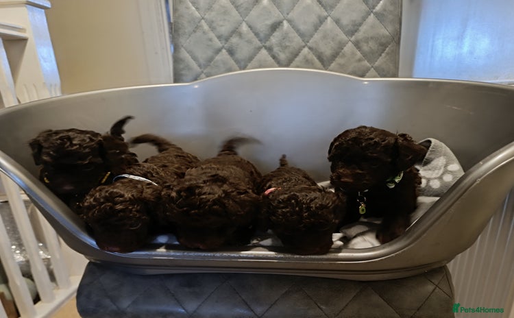 Toy Poodle dogs - Advert 1