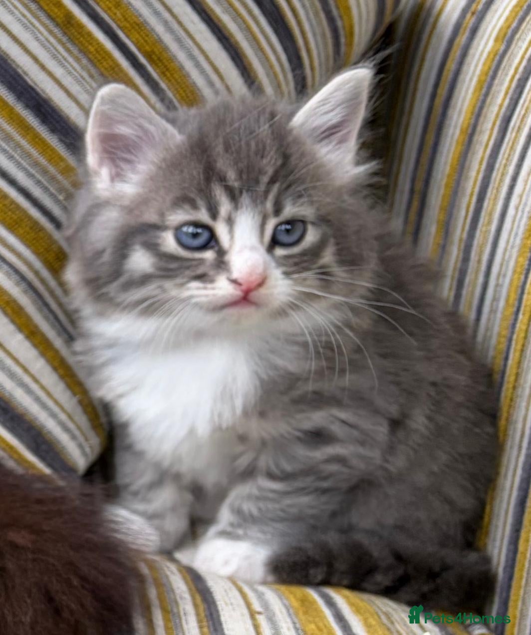 Mixed Breed cats Fluffy kittens ❤️ - Advert 1