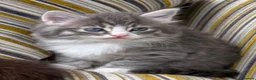 Mixed Breed cats for sale: Fluffy kittens ❤️ - Advert 4