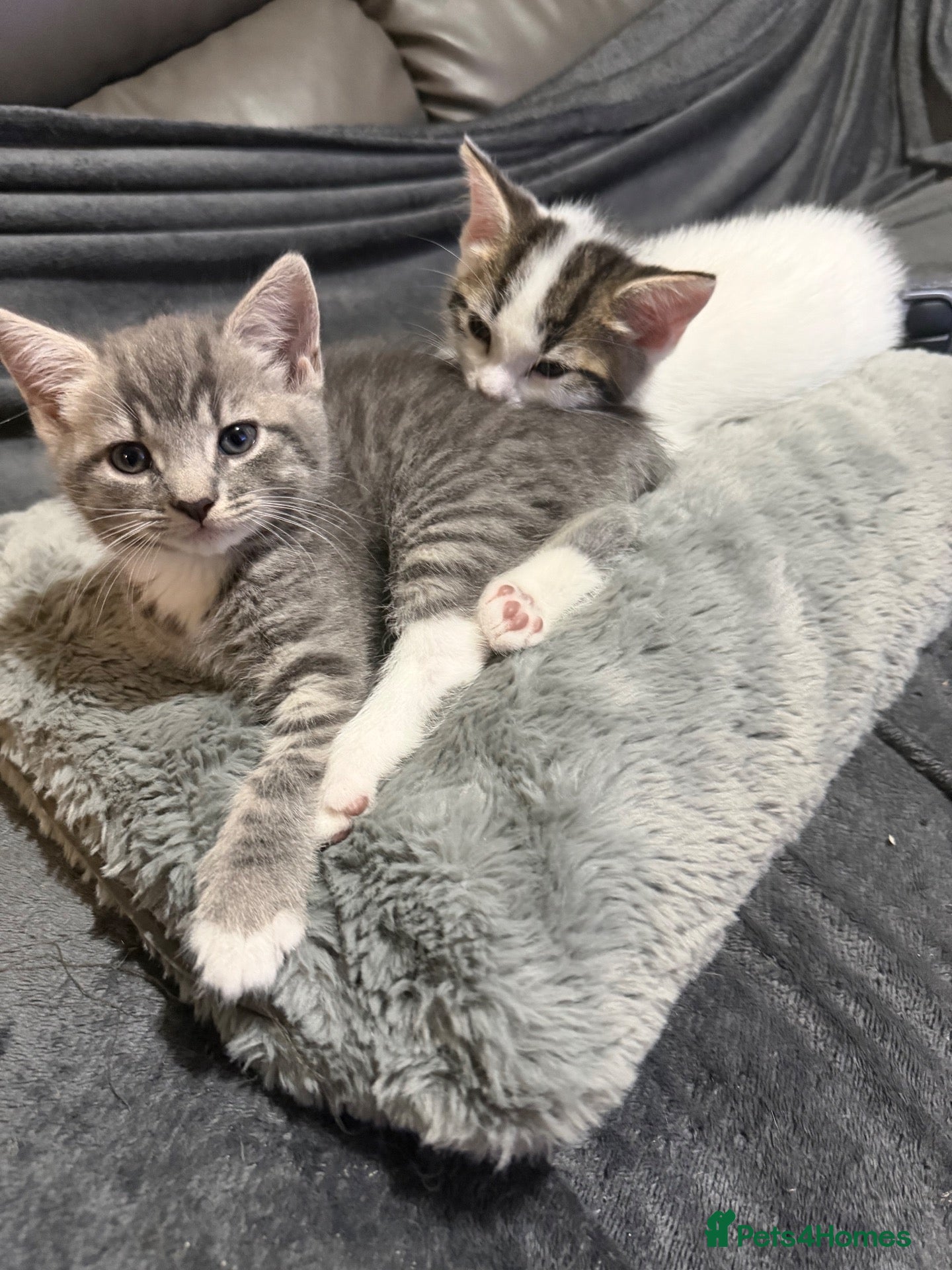 Mixed Breed cats  Beautiful kittens looking for loving homes  - Advert 1