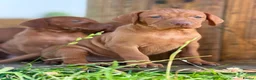 Hungarian Vizsla dogs for sale: Hungarian vizsla - Advert 2