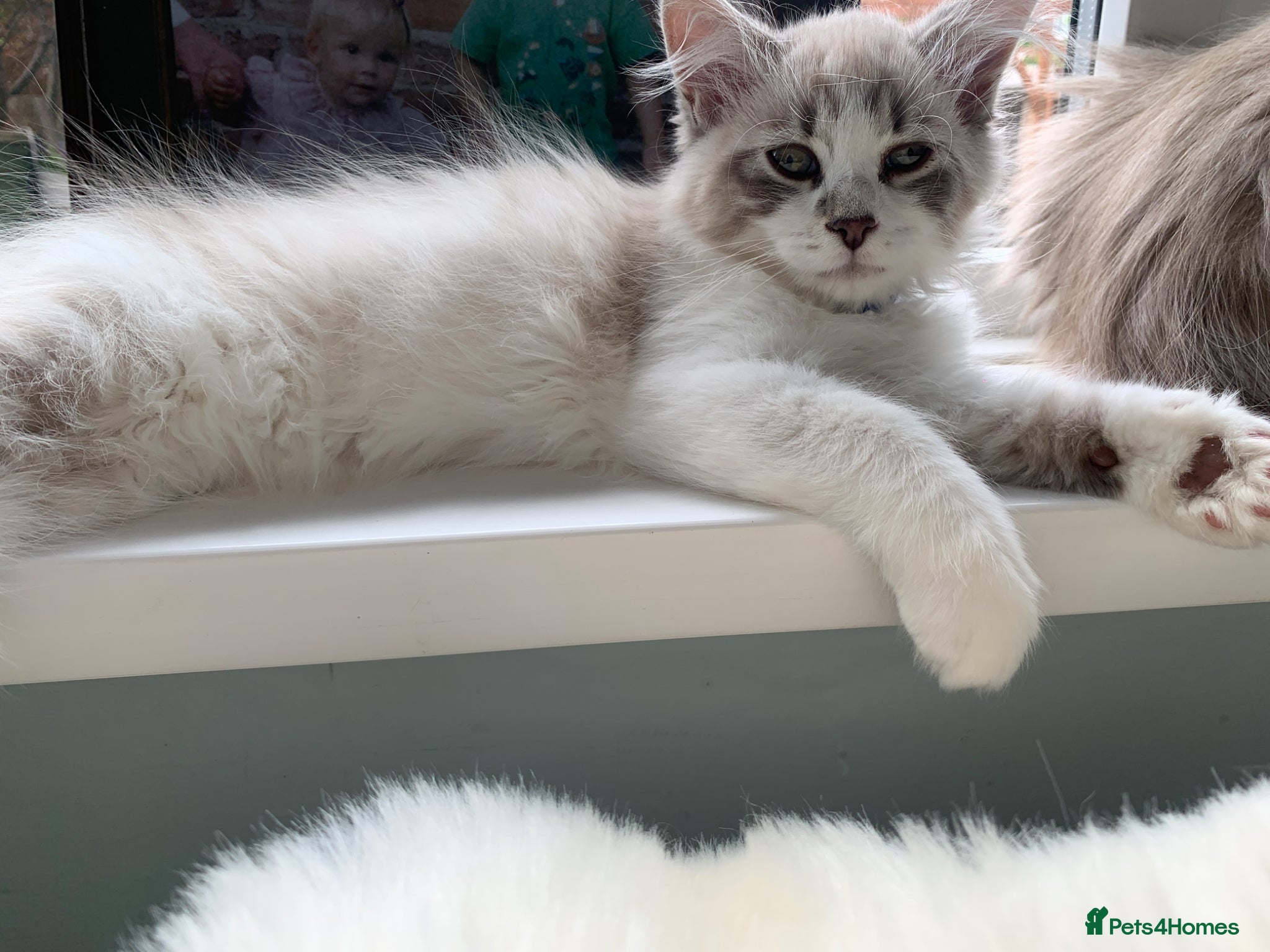Siberian cats Siberian GCCF 2 males ready now  - Advert 6
