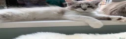Siberian cats for sale: Siberian GCCF 2 males ready now  - Advert 1