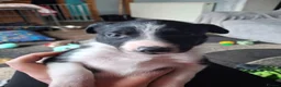 Border Collie dogs for sale: Border collie pups - Advert 9