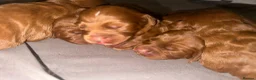 Cockapoo dogs for sale: 6 Gorgeous Dark Red F1 Cockapoo puppies - Advert 4