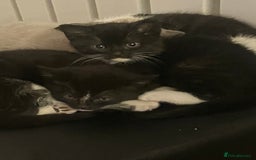 Bengal cats for sale: 2 black and white Bengal kittens - Image 3