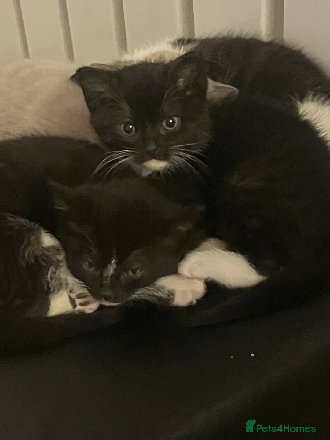 Bengal cats for sale: 2 black and white Bengal kittens - Image 3