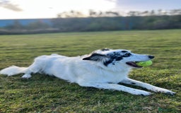 Border Collie dogs for sale: Patch - Image 6