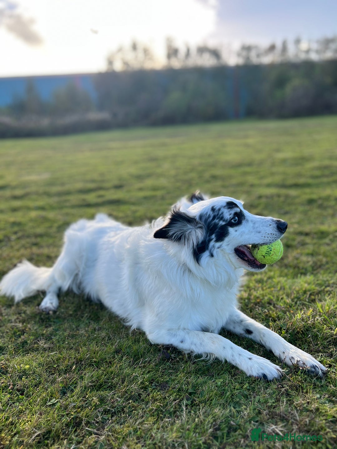 Border Collie dogs for sale: Patch - Image 6