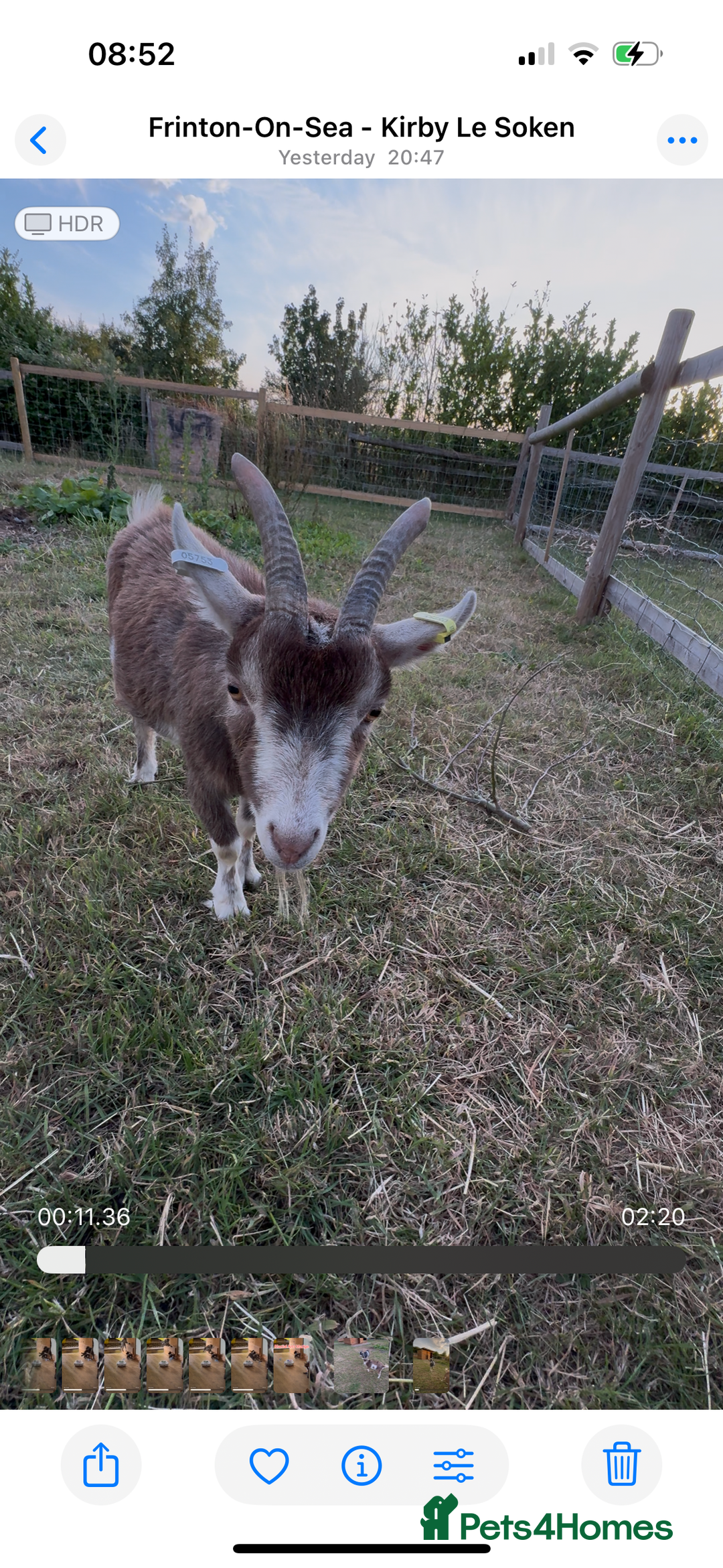 Goats livestock for sale: Two Pygmy wethers for sale - Advert 1