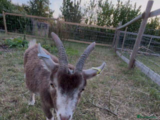Goats livestock Two Pygmy wethers for sale - Advert 3