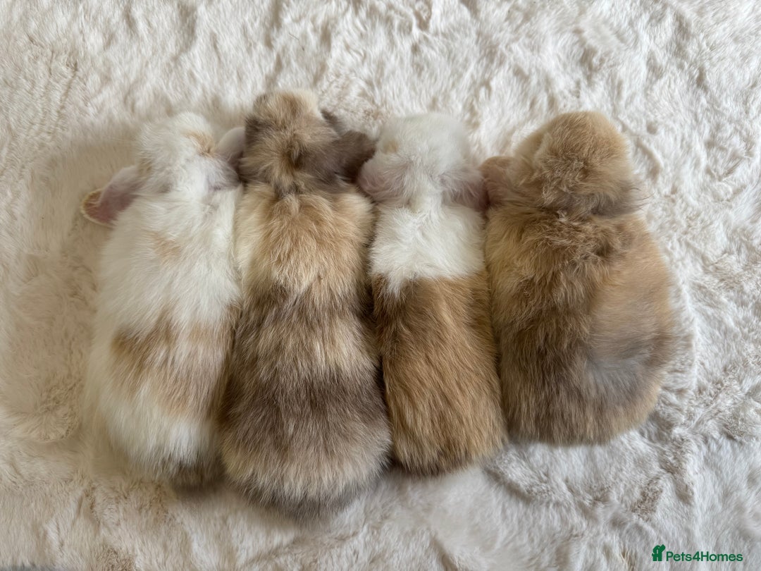 Mini Lop rabbits for sale: Purebred Harlequin Mini Lops - Image 5