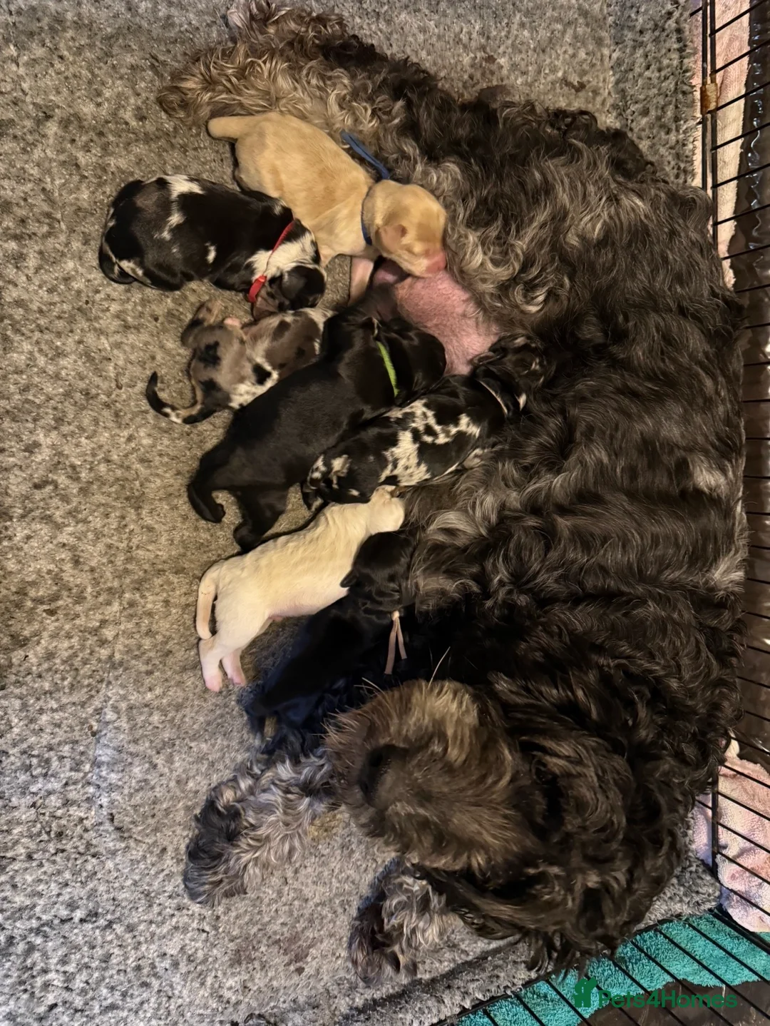 Cockapoo dogs for sale: 7 adorable F1b cockapoos stunning colours  - Advert 11