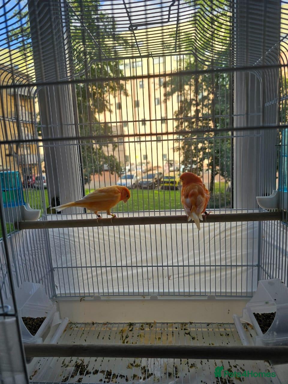Canaries birds 2 cannaries - Advert 10