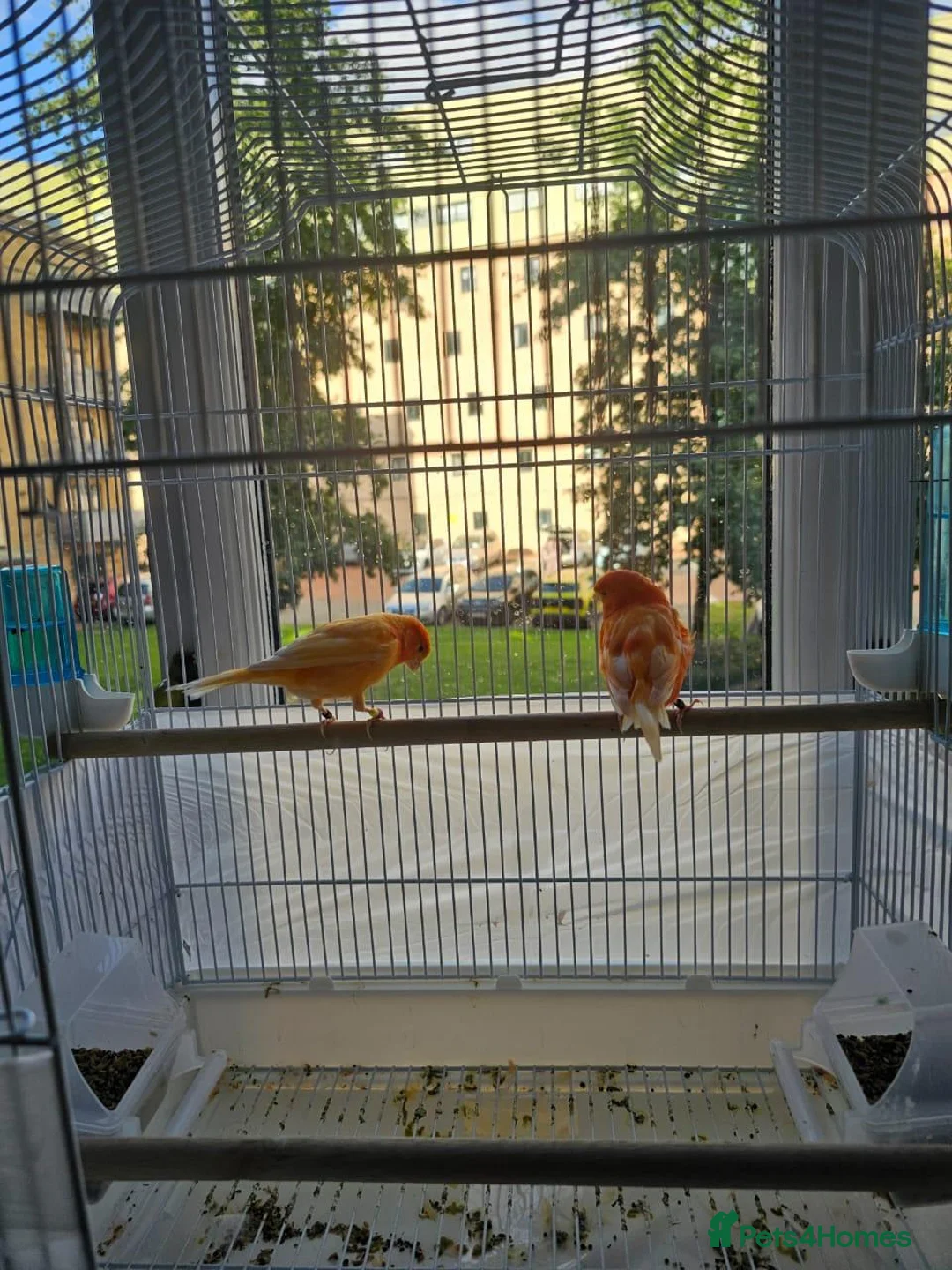 Canaries birds for sale: 2 cannaries - Advert 1
