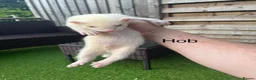 Ferret rodents for sale: 2 Hobs 1 Jills all albino ready to go  - Advert 7