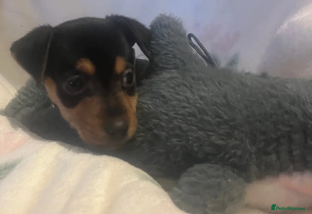 Jack Russell dogs for sale: Miniature rare natural bobtailed jack Russells - Advert 21