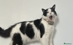 Mixed Breed cats for sale: 2 beautiful kittens ready to go! - Image 7