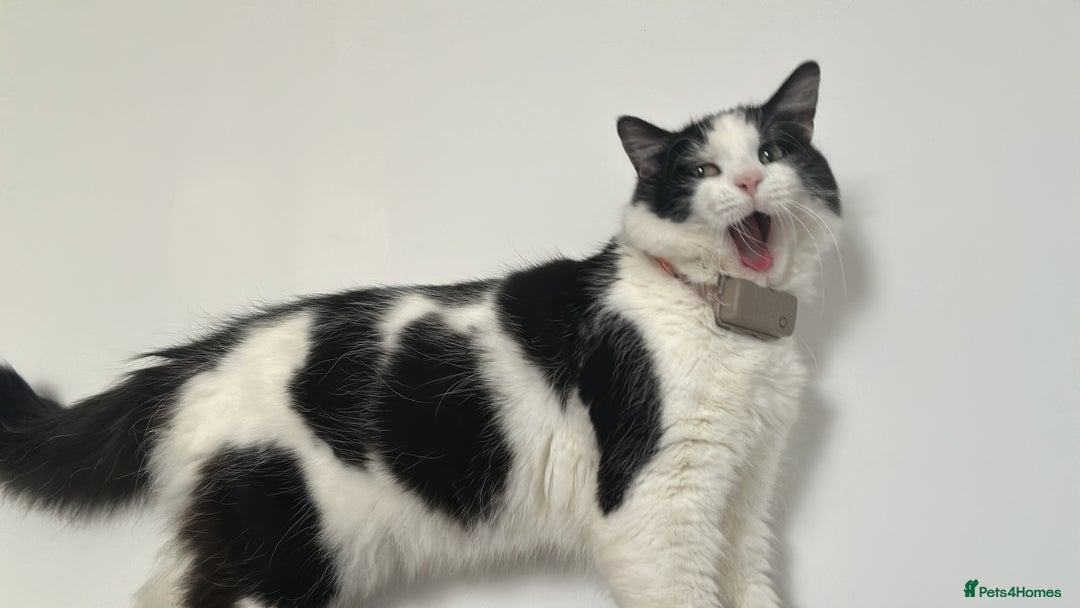Mixed Breed cats for sale: 2 beautiful kittens ready to go! - Image 7