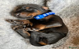 Dobermann dogs for sale: KC REGISTERED DOBERMAN PUPS - Image 10